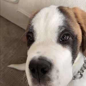 Meet your Posher, Avery